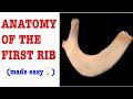 FIRST RIB ANATOMY TUTORIAL (RESPIRATORY SYSTEM) D&N Medical Series