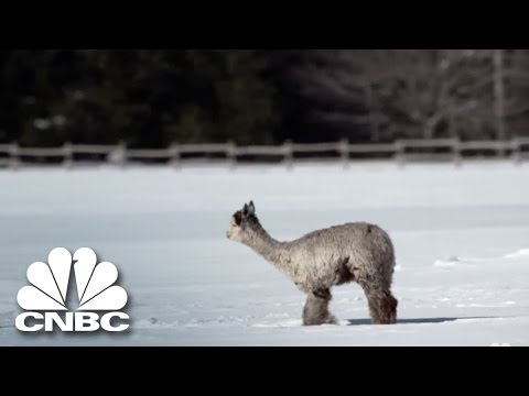 The Cost Of Raising Alpacas | Blue Collar Millionaires The Cost Of Raising Alpacas | Blue Collar Millionaires