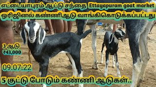 ஒரிஜினல் கண்ணி ஆடு | எட்டையாபுரம் ஆட்டுசந்தை | Ettayapuram goat market |கால்நடை தோழன் | நாட்டு ஆடு