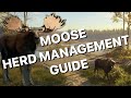 Moose Herd Management Guide for COTW