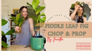 Fiddle Leaf Fig Propagation Tutorial Care Tips | Ficus Lyrata Bambino Propagation Results #FLF