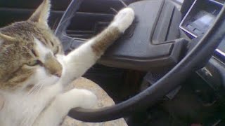 the cat wants to drive a car but doesn't dare