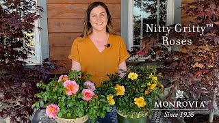 Monrovia | Nitty Gritty™ Roses