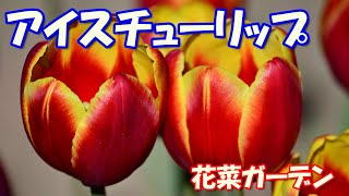 【4K】アイスチューリップ（花菜ガーデン）2023