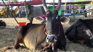 பெரியமணலி நாட்டு மாட்டு சந்தை | கரியகாளியம்மன் கோவில் திருவிழா சந்தை-செம்பன்-SEMBAN