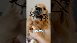 静かな時は絶対悪いことしてる#大型犬 #ゴールデンレトリバー #goldenretriever #愛犬 #いぬのいる生活