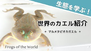 【カエル紹介】ただものではないカエルの生態【マルメタピオカガエル/ Budgett's frog】