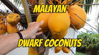 MALAYAN DWARF COCONUTS