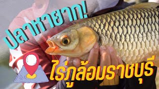 ชิงหลิวหมายกึ่งธรรมชาติ @ไร่ภูล้อม-กระป๋องสีกรุ๊ป