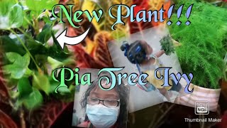 New Plant / Pia Tree Ivy/Repotting