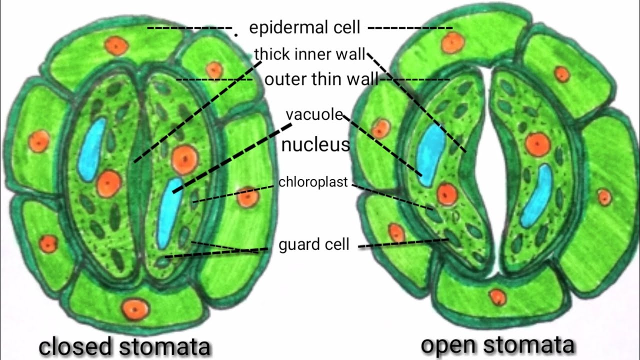 Stomata/opening And Closing Of Stomata/how To Draw Stomata/open Stomata ...