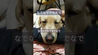 春眠 #short #ラブラドールレトリーバー #Labrador #抜け毛