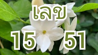 เลขมงคล15 51, คู่เลข15 51, เลข 15 51