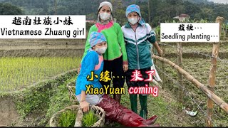 越南壮族小妹又栽秧。这次小缘跑不掉啦| The little Vietnamese girl is planting seedlings again. XiaoYuan can't run away