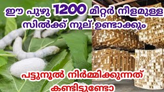 പട്ടുനൂല് ഉണ്ടാകുന്നത് ഇങ്ങനെയാണ് /Silk Making Factory/Pattunool Puzhu Krishi/Silk Worm Farming