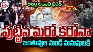 జంతువుల నుండి మనుషులకి కరోనా..! | New Coronavirus Latest Updates..|@SumanTVNellore