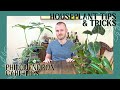 Care Tips For Philodendrons | Houseplant Tips & Tricks Ep. 23