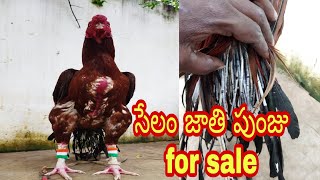 #selam  సేలం జాతి పుంజు అమ్మకానికి కలదు    (for sale). mahi farmas officel