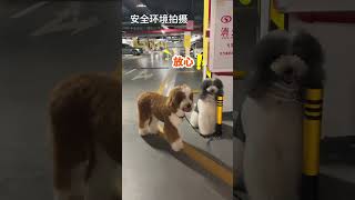 小狗会一直等你吗 听说贵宾犬都很聪明，可是我家的却很笨，笨到我说什么都相信， 让它等，真的一直在等