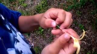 How to taste the nectar from honeysuckle flower.