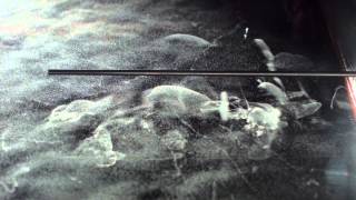 Cloud Chamber