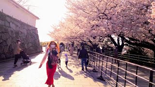 Fukuoka City Walking Tour4k✨🌄Beautifull Cherry-blossom in Maizuru park❤️【Sakura 】in full bloom🌸