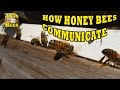 How Honey Bees Communicate Part 1 (Pheromones)