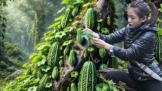 Bitter melon trees grow wild under large rocks - Harvest and cook at the farm