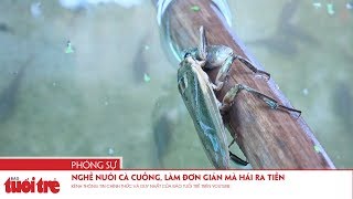 Nghề nuôi cà cuống, làm đơn giản mà hái ra tiền