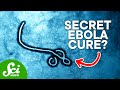 The 6 Rare Diseases Changing Modern Medicine