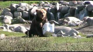Bear vs. YETI | YETI Coolers