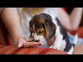 5 Rasgos que define el temperamento del Beagle