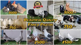 Good Quality Fancy Pigeon New Stock | Pigeon, Faintal,Siraji,Pouter,syrian Swift, Kabutar