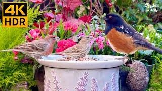 Cat TV for Cats to Watch 😺 Cute Spring Birds Little Squirrels 🐿 8 Hours 4K HDR