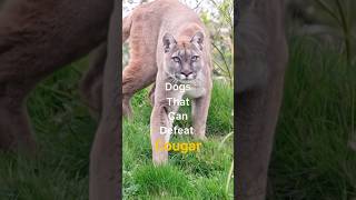 Dogs that can defeat cougar #youtubeshorts #dogbreed #ytshorts