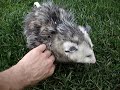 baby the pet opossum. the first opossum on youtube.