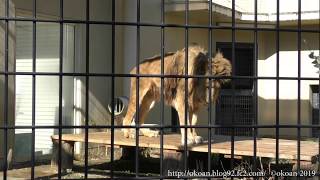 京都市動物園のライオン　ナイル（♂）