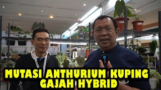 EDDY PRANOTO                     MUTASI ANTHURIUM KUPING GAJAH HYBRID