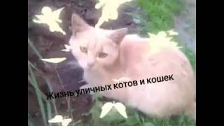 Жизнь уличных котов и кошек