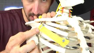 Shoulder Pain and Clicking - Massage the Pec Minor -MoveU