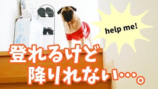 階段を登れるけど降りられないパグ犬よもぎ