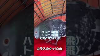 7年前の鳩の日に保護した土鳩のトッピ君2022/8/10撮影