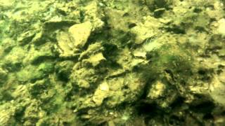 Chesapeake Bay Oyster Diving 2014