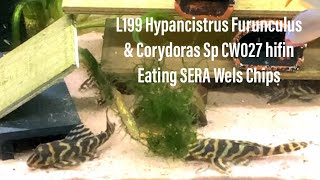 Hypancistrus Sp L199 and CW027Hifin eating SERA Wels Chips!