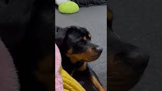 The cutest Rottweiler likes cheese🥰🥰#shorts #rottweiler #cutepuppy