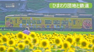 まんのう町のひまわり団地と鉄道をシネマティックに｜アンパンマン列車｜JR四国｜土讃線｜sunflower｜railway｜香川県｜sony｜A6600｜sel70350g｜撮影スポット