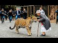 The leopard escaped from the reserve, but when it met an old woman, it lay down.