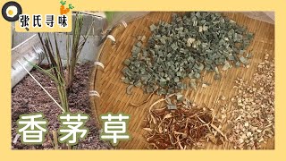 香茅草｜香茅草饮料配方｜轻松学会健康饮品｜#香茅草