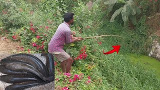 విలేజ్ లో కొర్రమేను చేపల వేట ll unbelievable Snakehead fish hunting Video