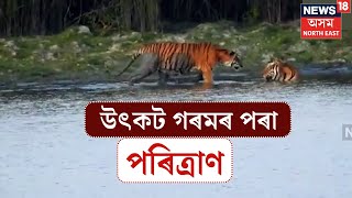 Kaziranga National Park | উৎকট গৰমৰ পৰা পৰিত্ৰাণ পাবলৈ এইদৰে শাত পেলাইছে কাজিৰঙাৰ বন্যজন্তুৱে। N18V